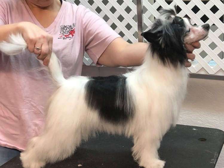 SNT Dreams Do Come True @ Gaffer