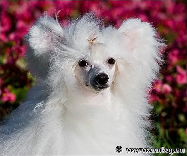 Fantastik Kashmir Omega