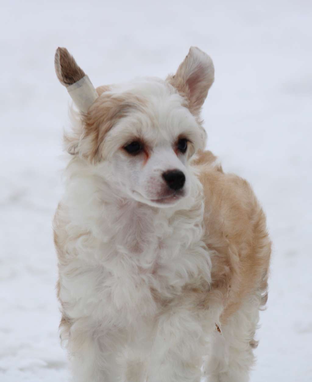 Yantarnaya Kapel'ka Rosy