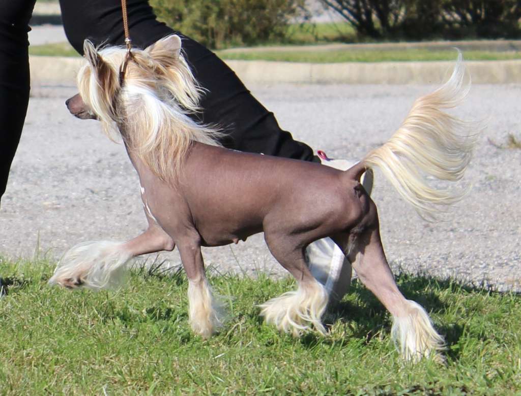 my little star du pavé de varennes