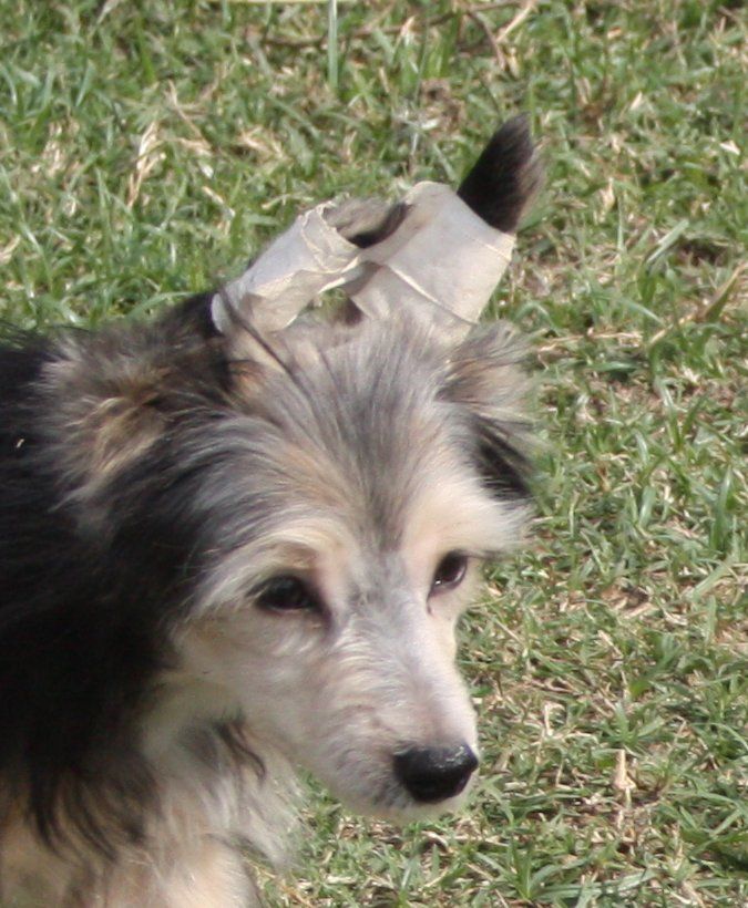 Jonbrecy's All Shook Up