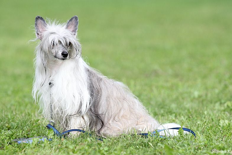 Apriori Vip Unut Neyla for Wolfey