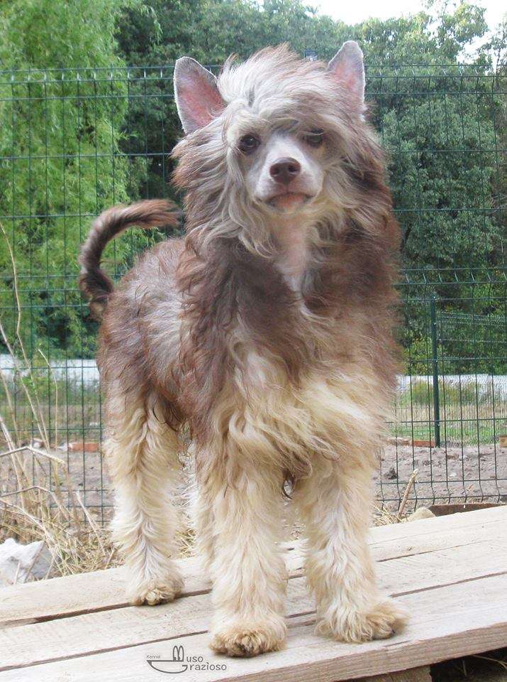 Muso Grazioso Funny Guy