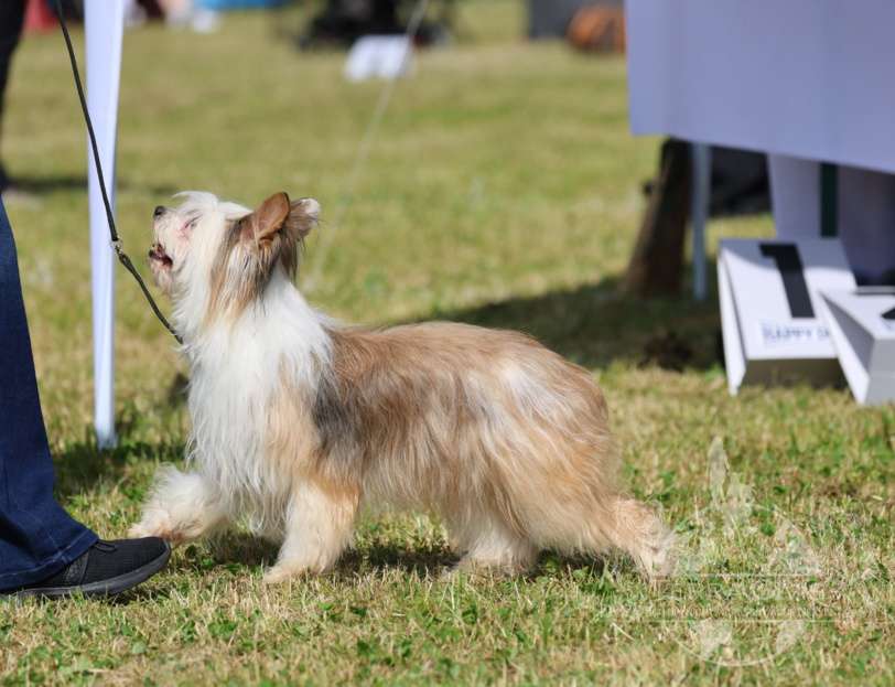 Angel in Terra Civis