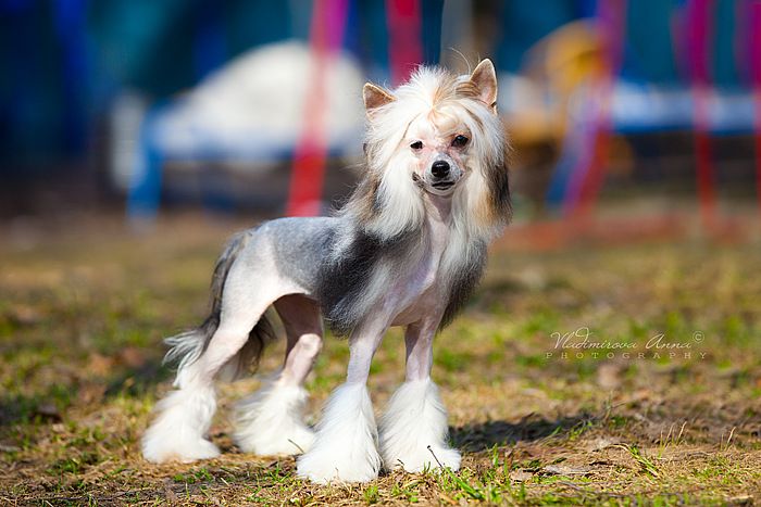 Olegro Katrin Ivetta