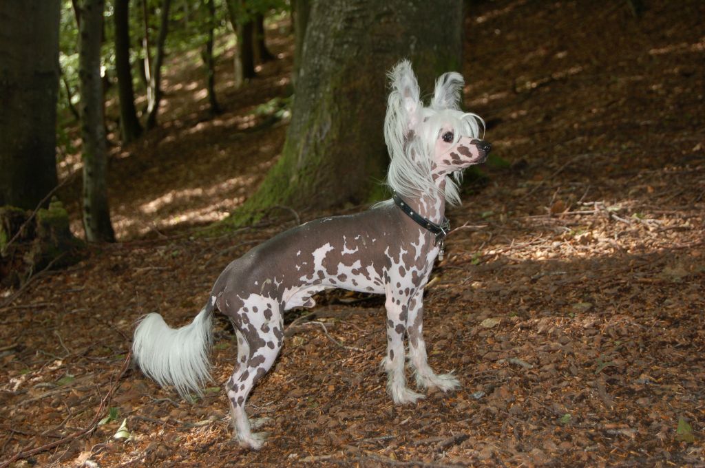 Chodlik Gifted-Gremlin