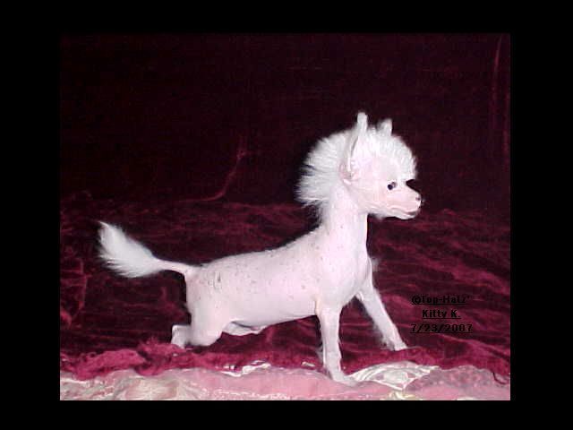 Top-Hatz' Phink Zi-Mo'n