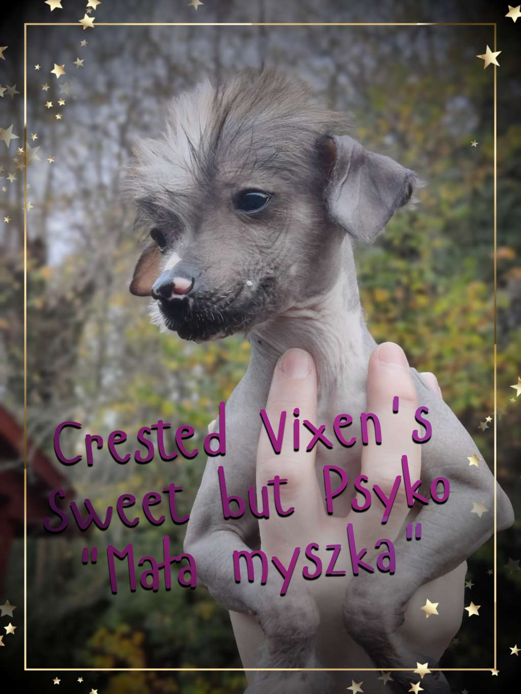Crested Vixen's Sweet but Psyko