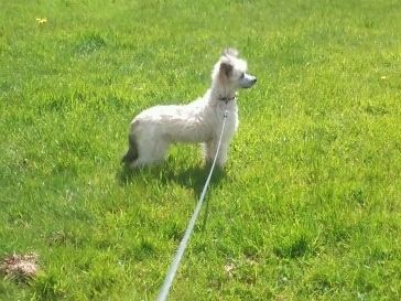 Diadene Hogwarts Dream