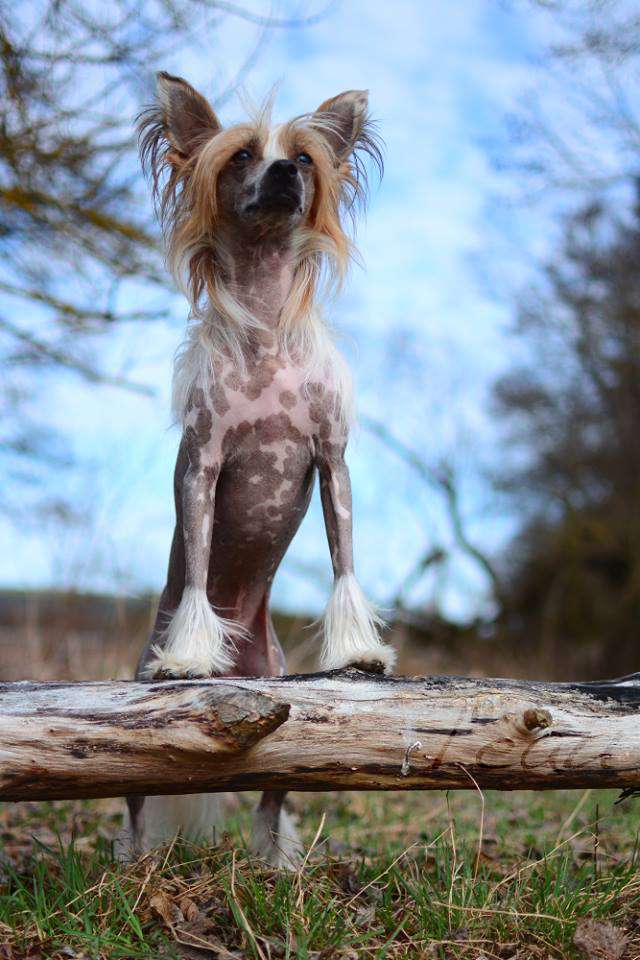 Heartbreaker Princes de la Roses