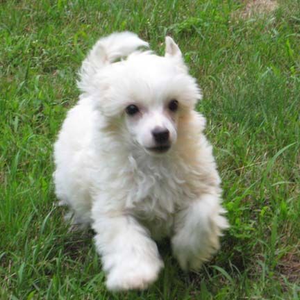 Jewels Peach King at Bodeswell