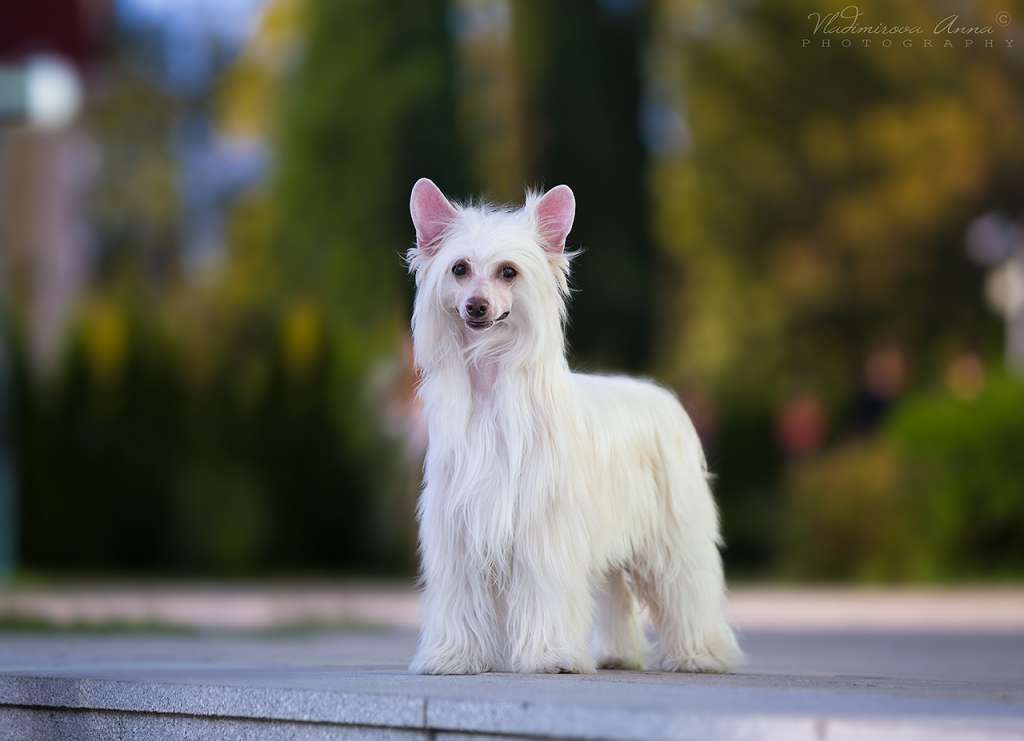 Ilory Overcoming Nice