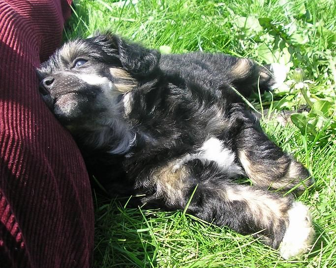 Trollmyren's Opal De Luxe