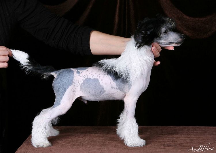 Dogland Happy Ruster