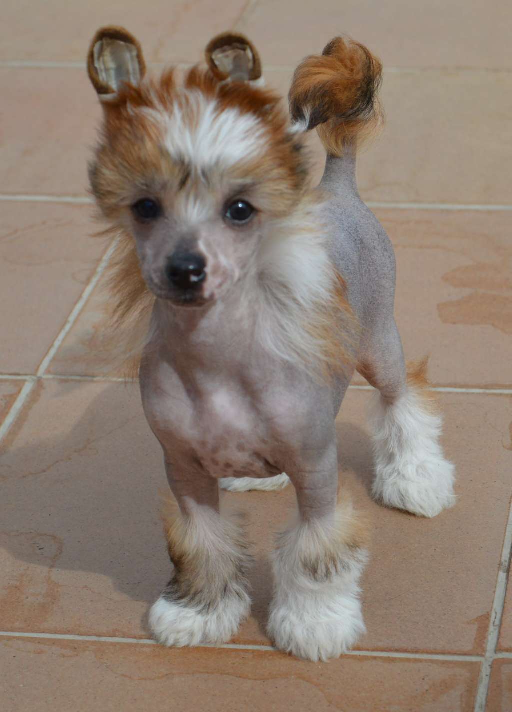 Chic to Chic Mademoiselle Satine