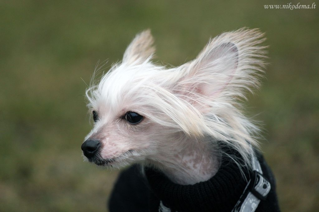 Torres Imperial Epocha      