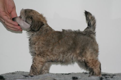 Lunacrest Miracle Of Life