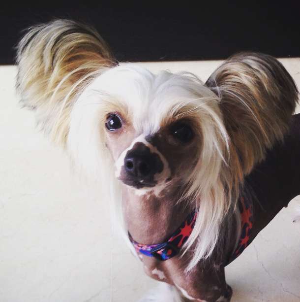 Hell Cowboys Maverick