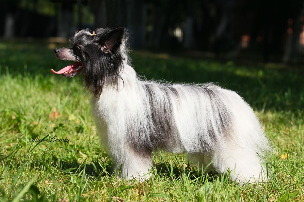 Star Beauty Barbariska