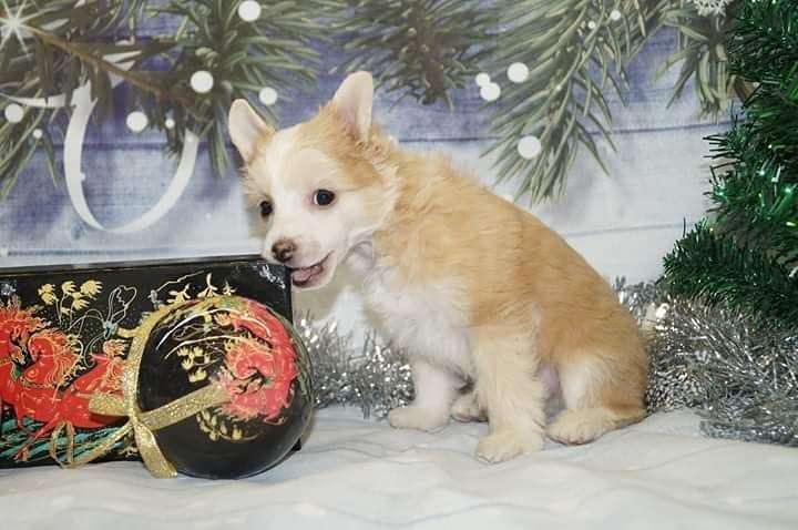 Imperatorskiy Kapriz Iv Sen Loran