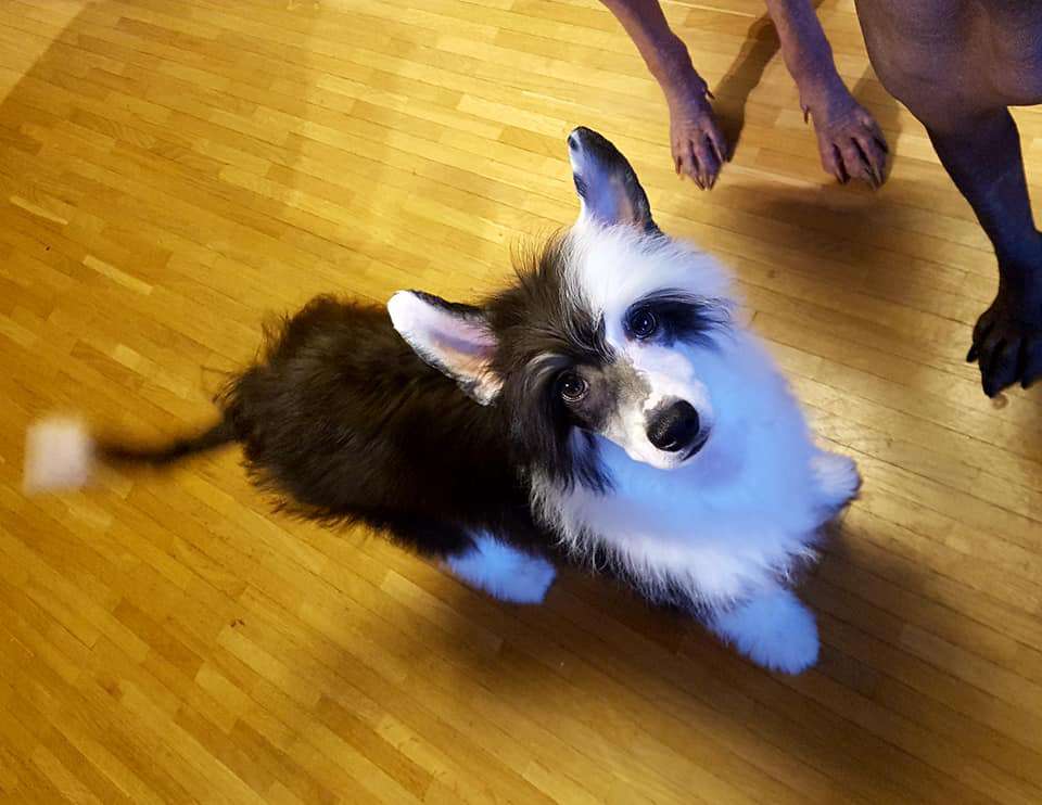 So-soft Lovely Muffin