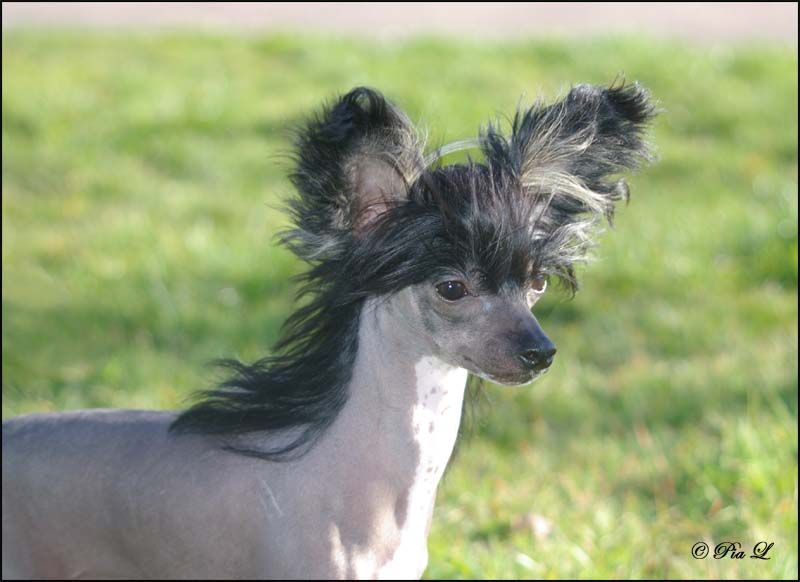 Amelion's Izola De La Scala