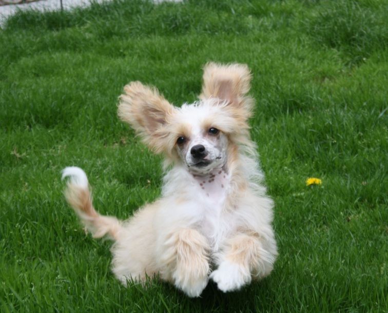 It's Getting Better of Angel's Legacy