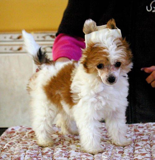 Oriental Jokes Electric Game