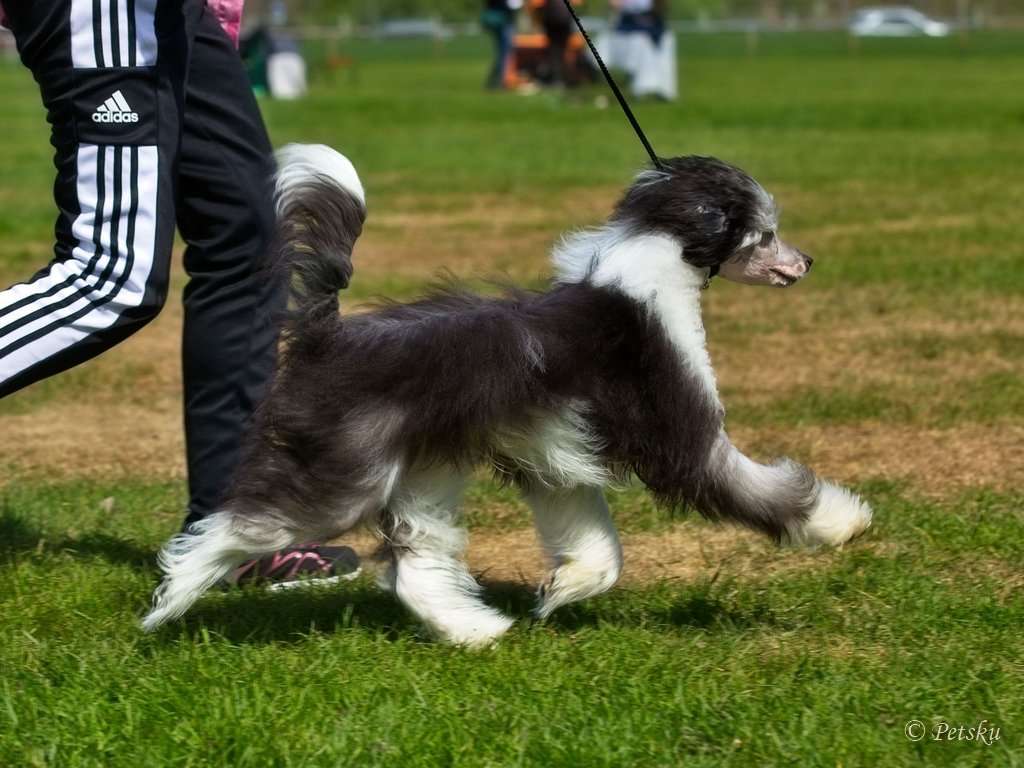 Zodellin It's Only Rock'n Roll