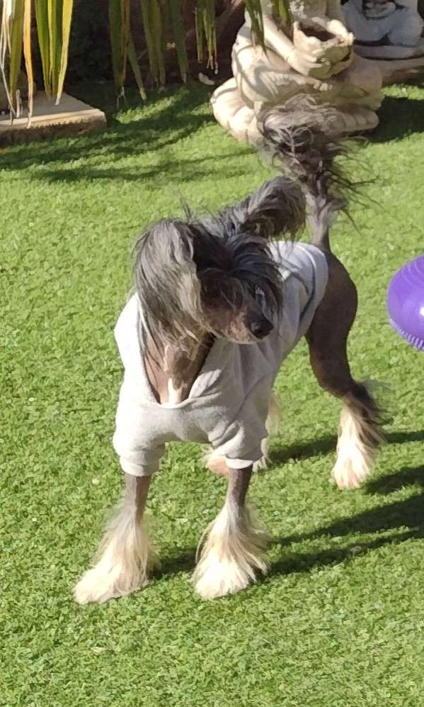 Lunacrest Among The Shooting Stars