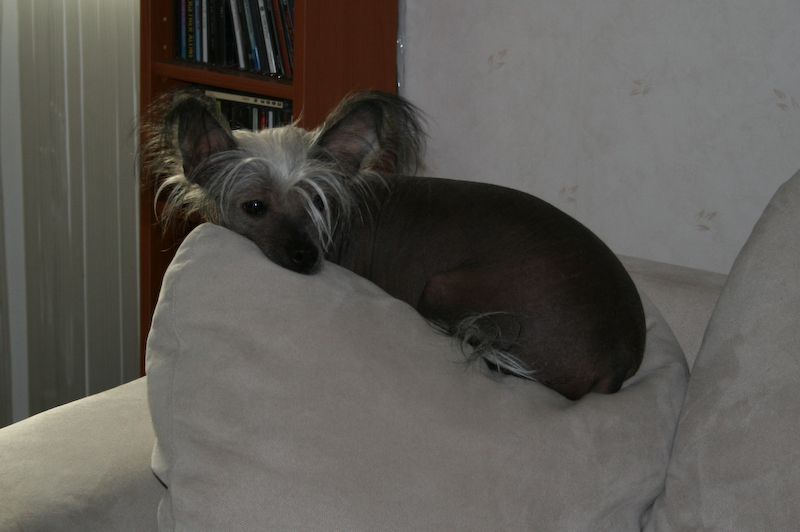 Bozo Gang's Poem of Love