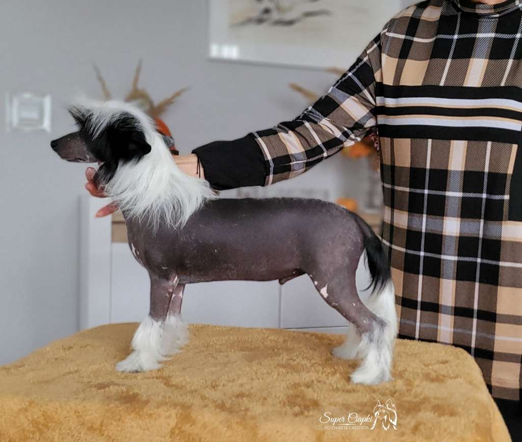 Mirek Super Ciapki (fci)