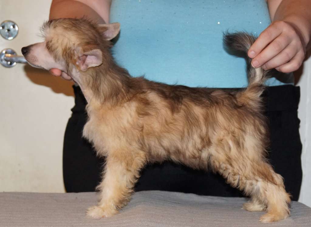 Sun Dan The Prince's Shiny Armor