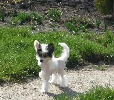 Udachlivii Igrok  Helen Hope 's