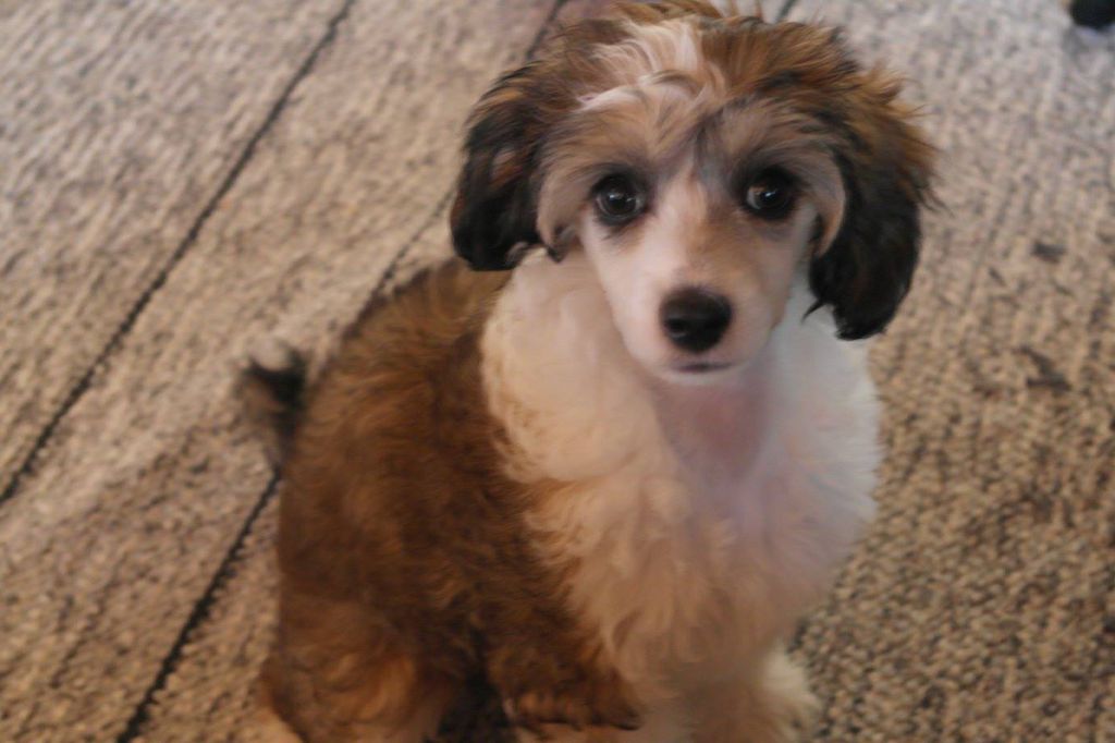 Fina'Starlight Freja