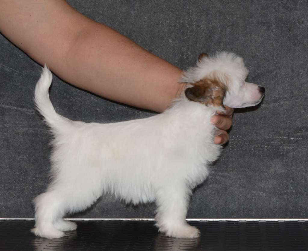 Magic of Success Happy Jane