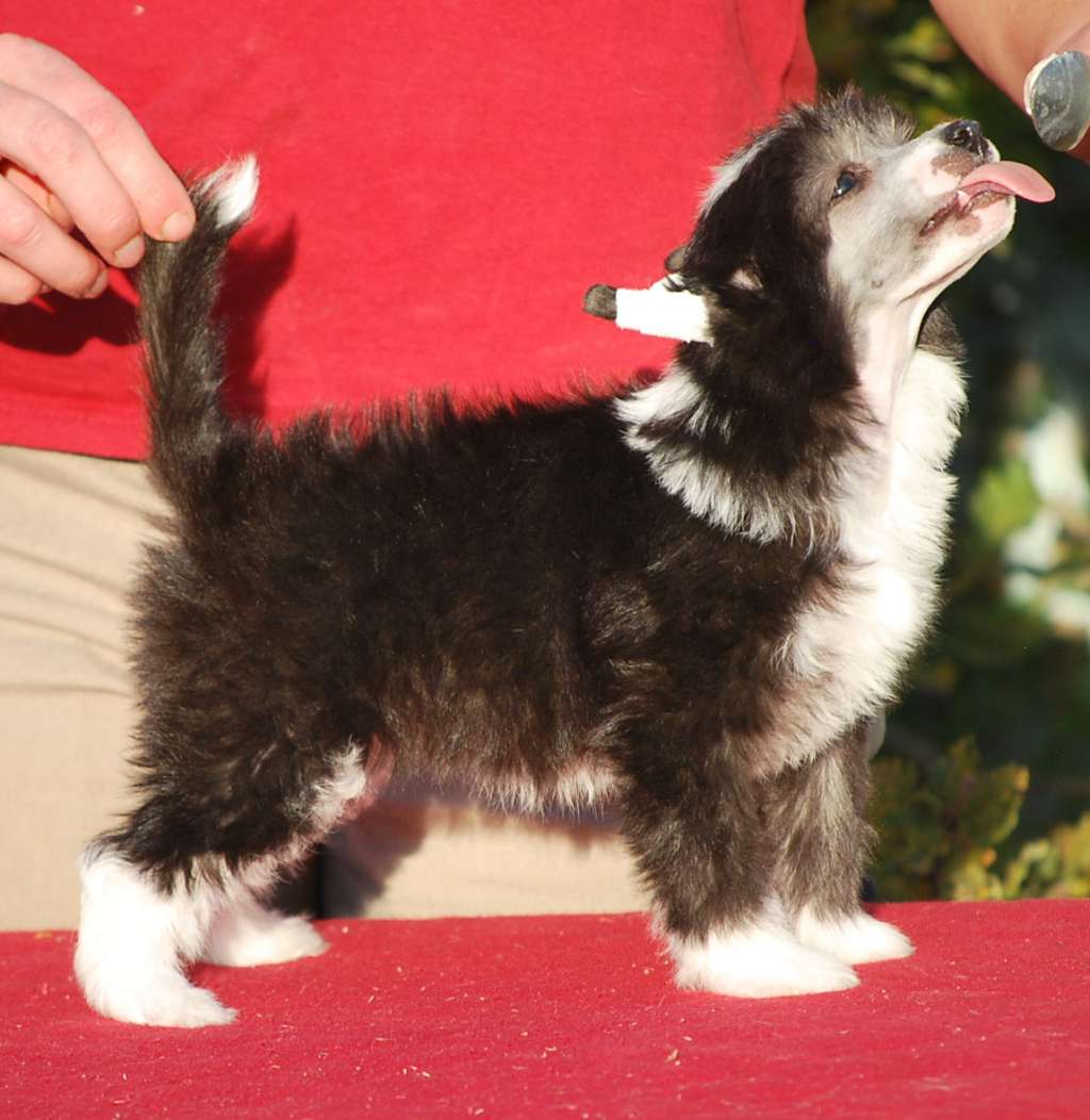 Little Dog Of Dream Norah Jones