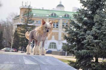 Helen Hope's Alfa Kupidon