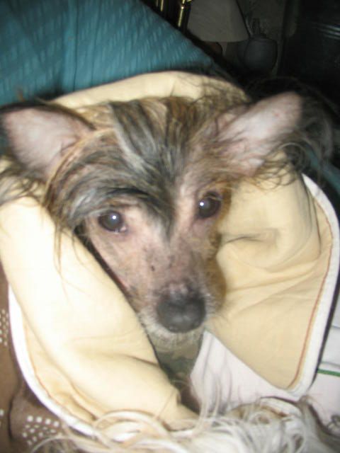 Bozo Gang's  Merry-Go-Round