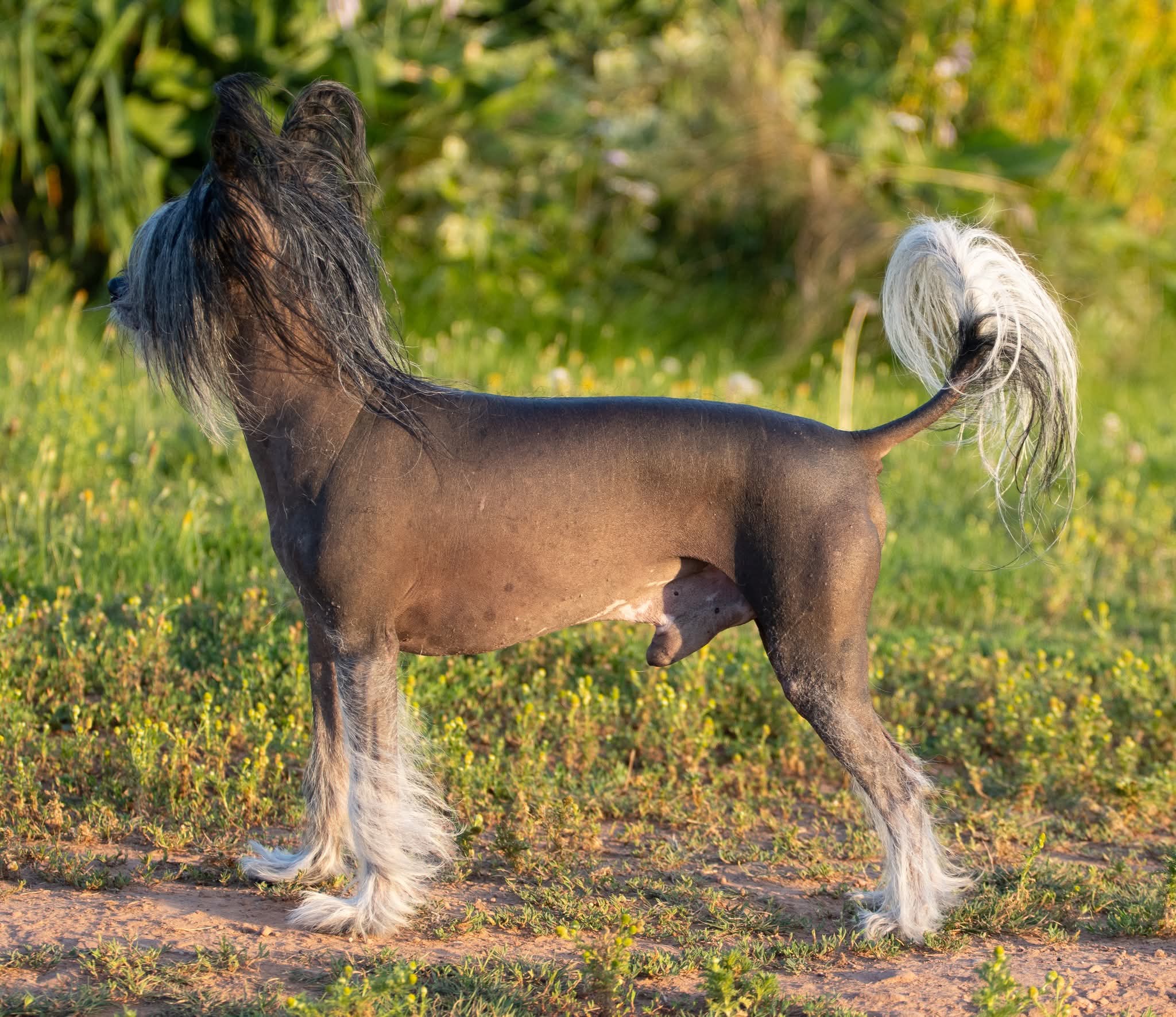 Sire