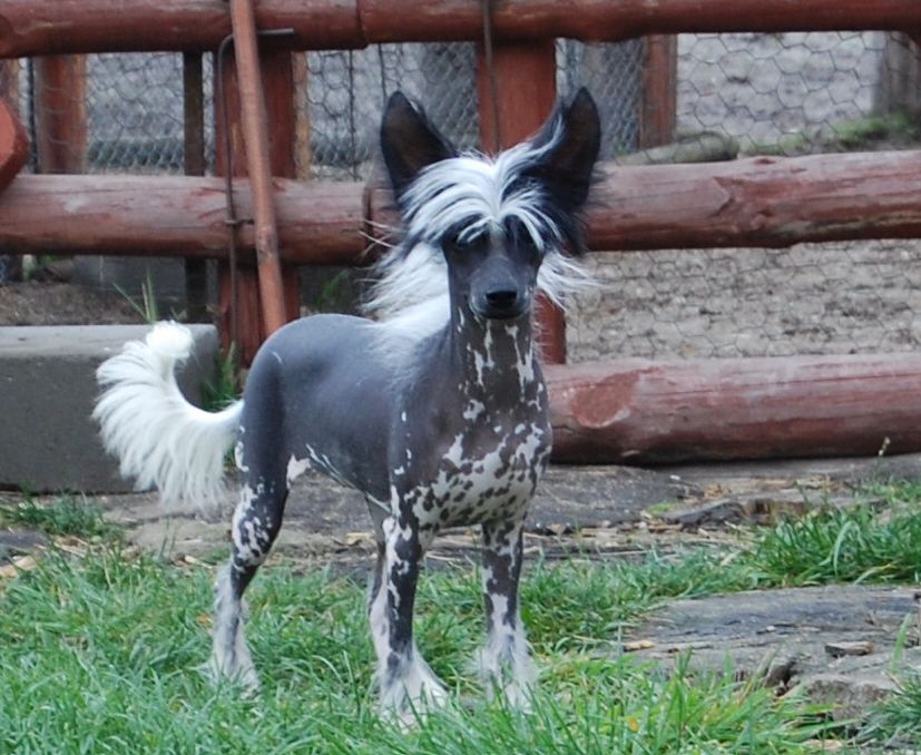 Vellar Pljus Fierella