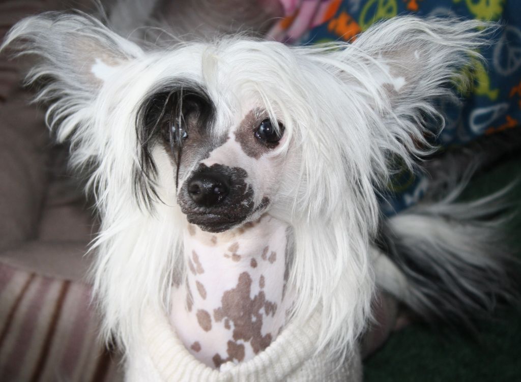 Kit Carson's Lil Tiera Green Goldman