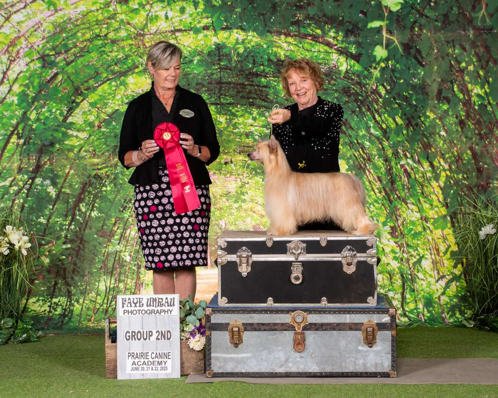 GChS Shantel's A Star A Star Dancing In The Night