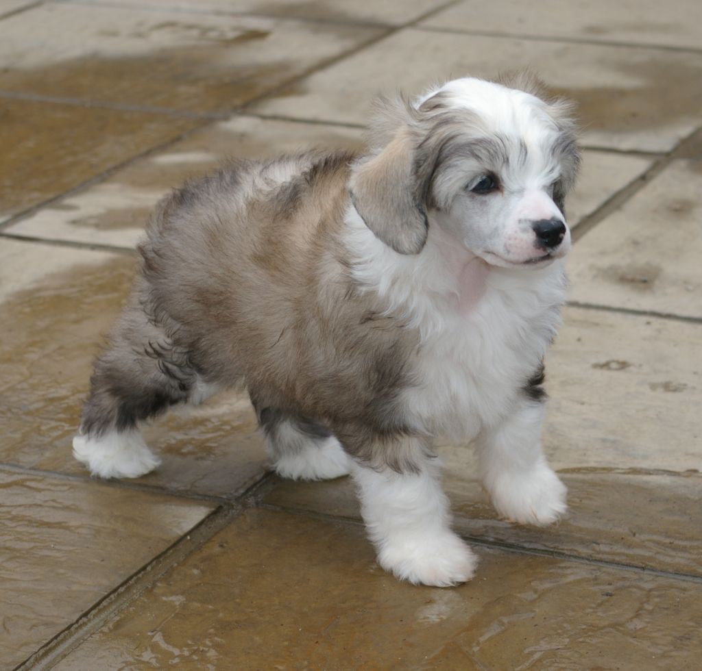 Leibwache Dizzy Demon