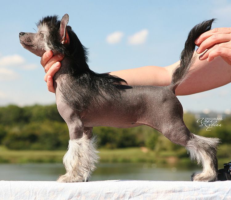 Dogland Happy Ezhevichka