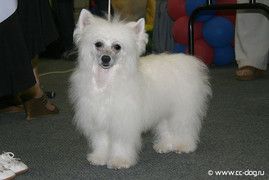 Zlata Lunnaya Sonata.