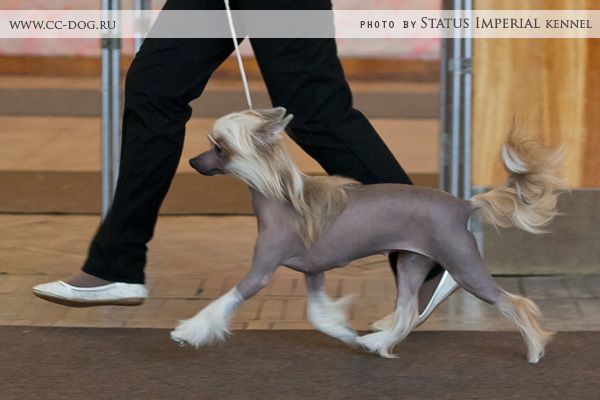 Sasquehanna (fci) Wolnosc