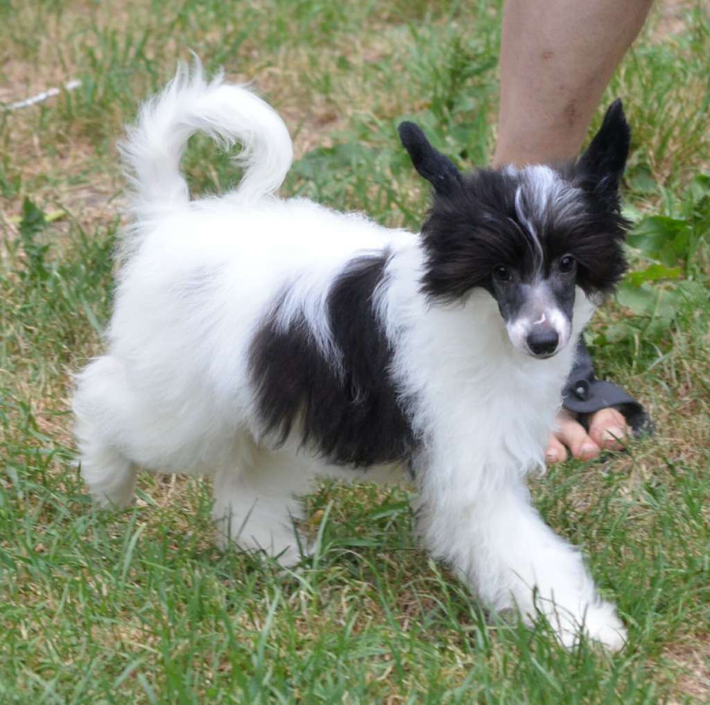 Magic of Success Grand Prix