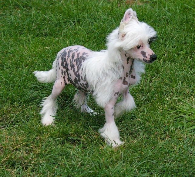 Joy Of  Pink von Shinbashi