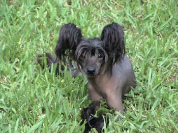 Shambhala's Black Velveteen